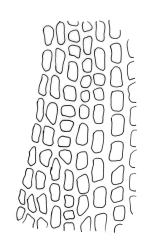 Blindia contecta, upper laminal cells at shoulder. Drawn from Vitt 2496, CHR 185989.
 Image: R.C. Wagstaff © Landcare Research 2015 